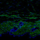 Skin of a young mouse. The image shows a cross section of the skin with the fibroblasts indicated in green. The thickness of the dermis and the density of fibroblasts is much greater in young skin than in aged skin– cell nuclei, in blue (M Salzer, IRB Barcelona)