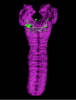 SOG_neurons in larval brain