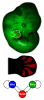 Limb of the embryo and network topology of the BSW model (Luciano Marcon and Jelena Raspopovic)